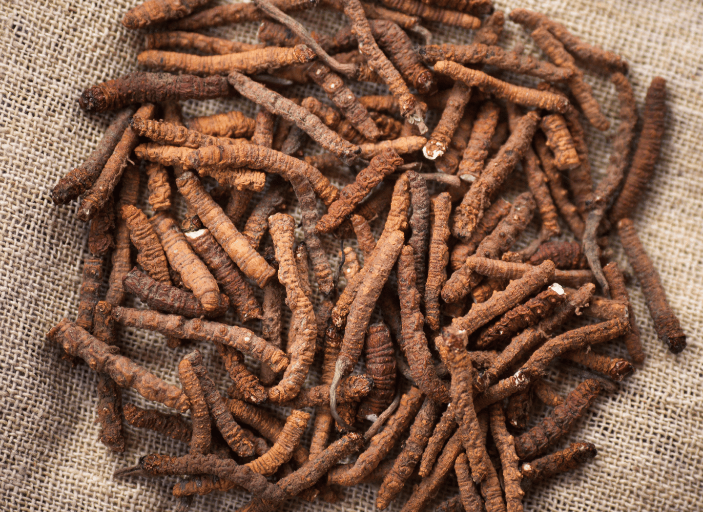 Cordyceps Sinensis mushroom for daily vitality and resilience