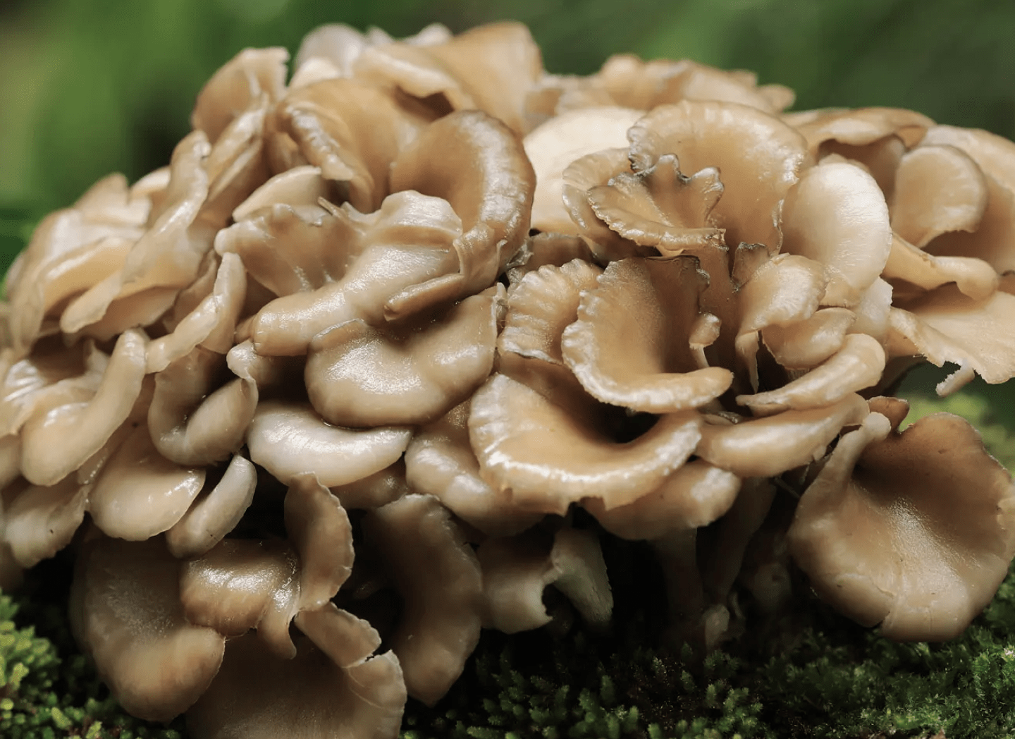 Maitake mushroom helping unlock trapped estrogen