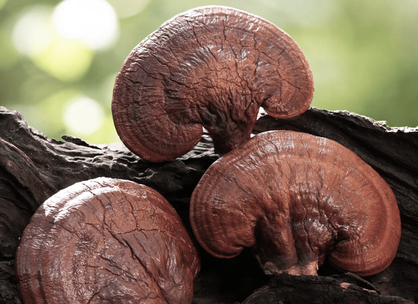 Reishi mushroom for stress relief and sleep support