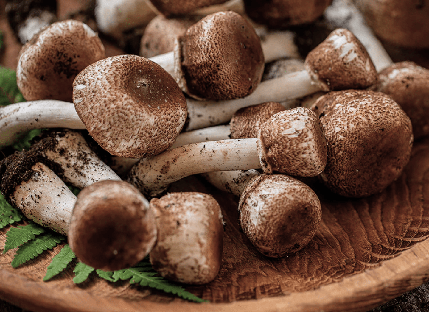 Royal Sun Agaricus (Agaricus blazei) for balance and immune support