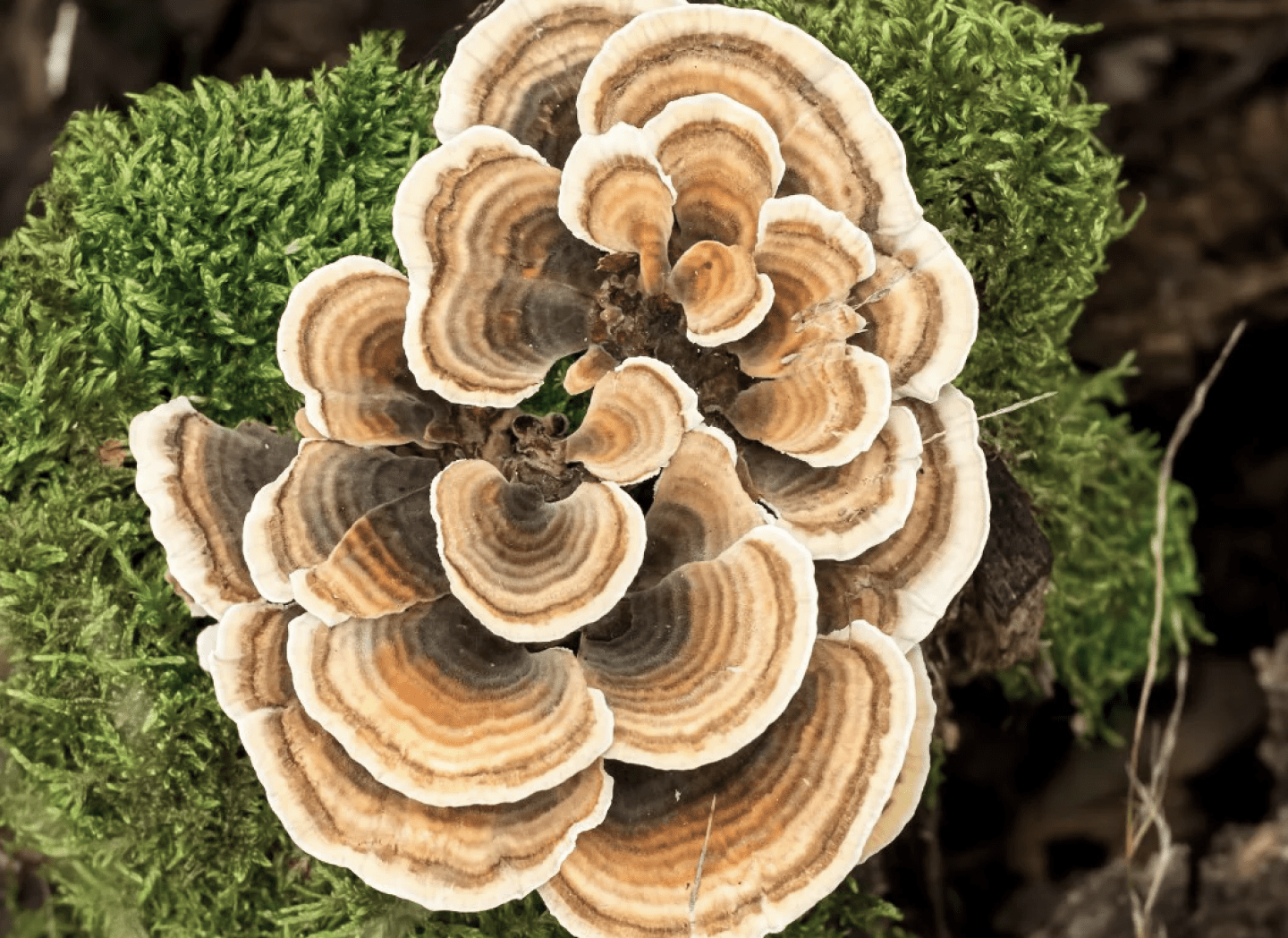 Turkey Tail mushroom to support gut balance and comfort
